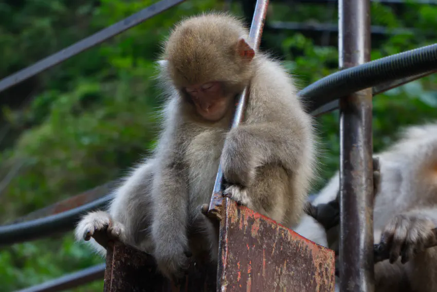 Sleeping Monkey