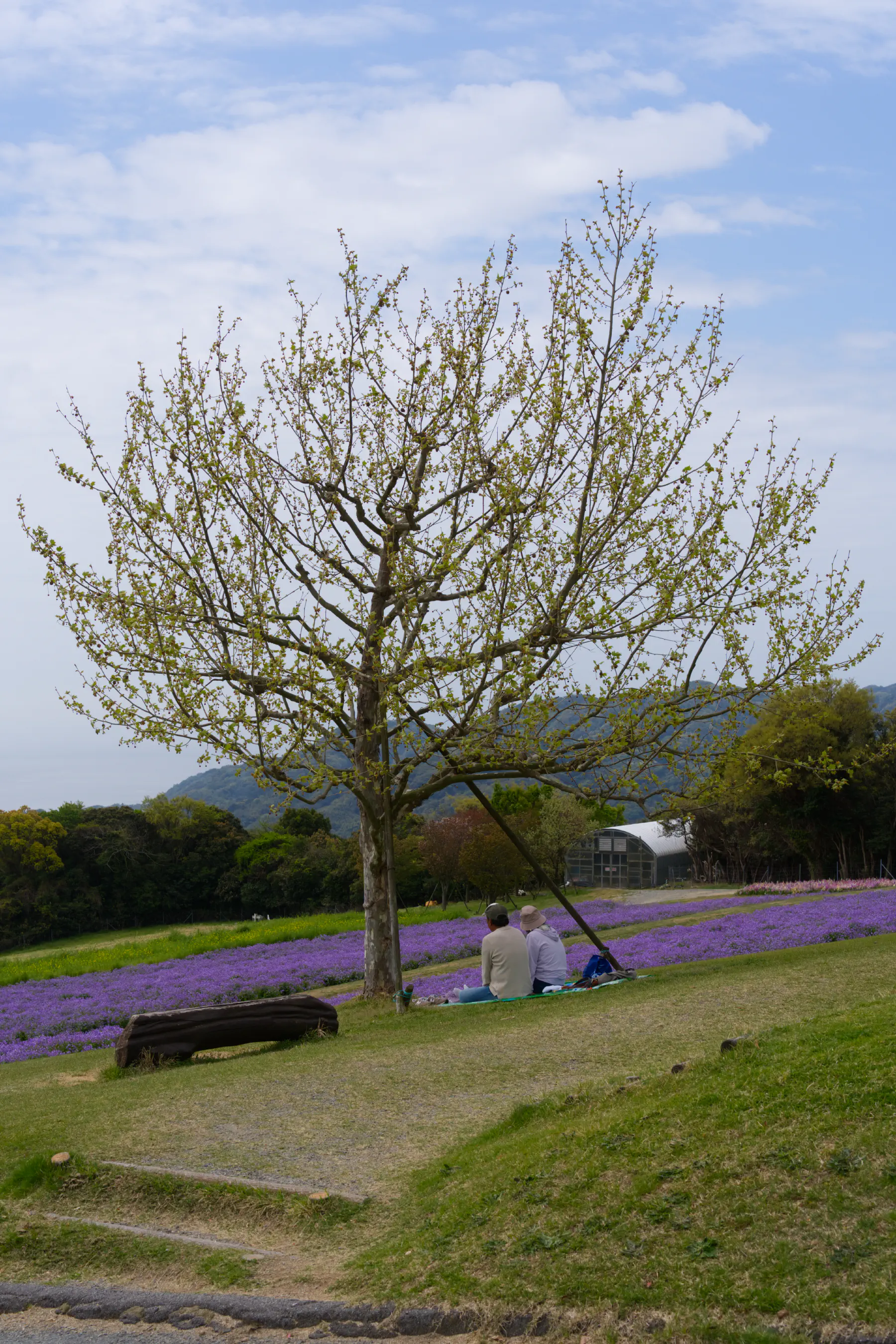 Enjoying the flowers under a cherry tree
