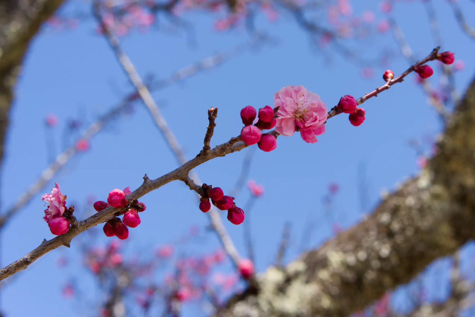 Plum blossoms atop mount Maya