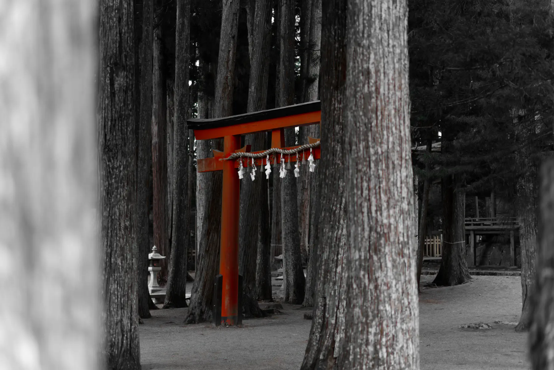 Torii Gate in Kōya