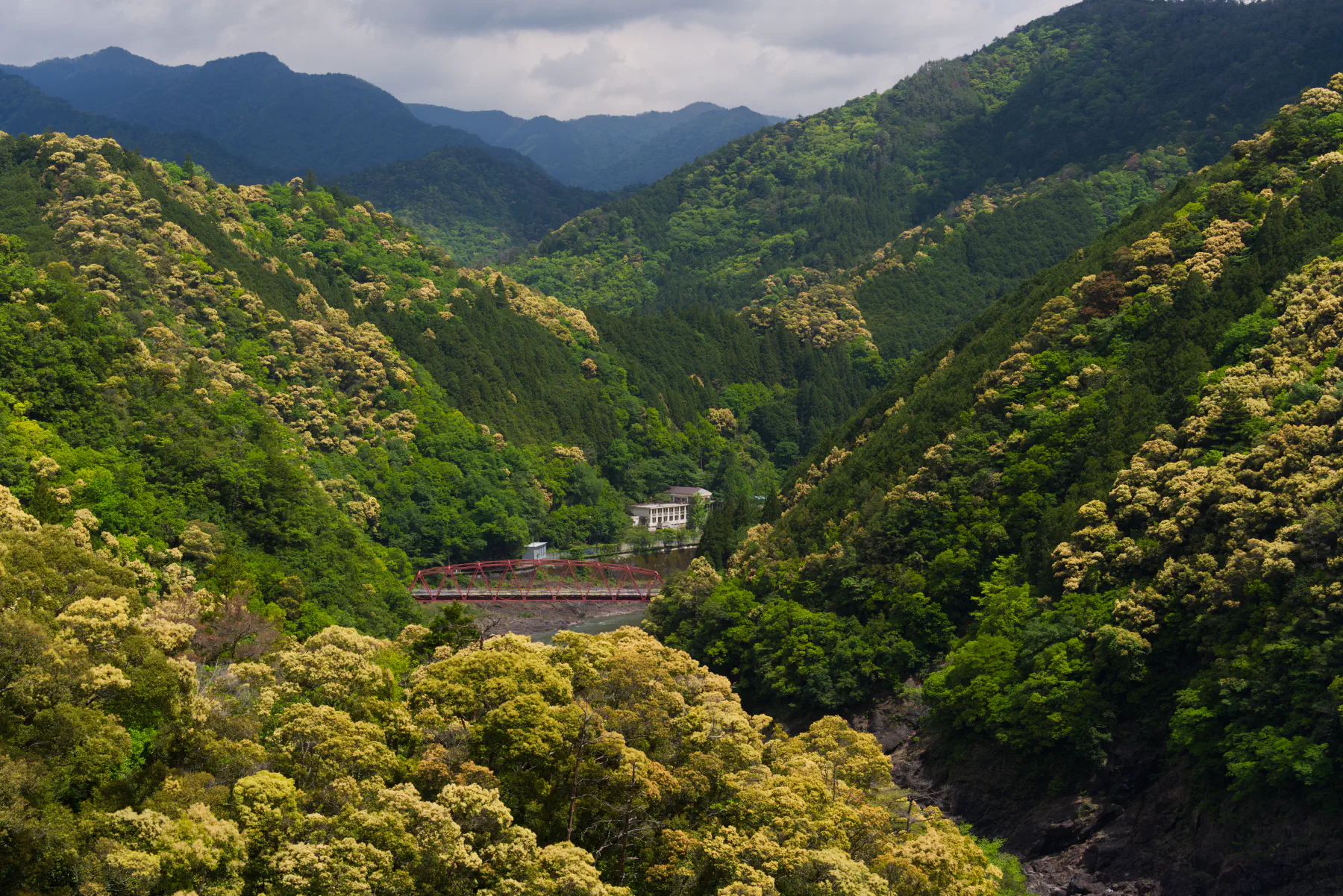 Japanese mountains equal forest